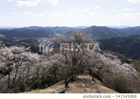 Cherry blossoms at Sakurayama Park Cherry blossoms at Sakurayama Park 141545868
