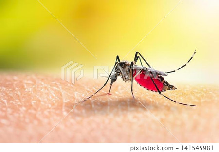 Close-up of a mosquito with red blood in its stomach Close-up of a mosquito with red blood in its stomach 141545981