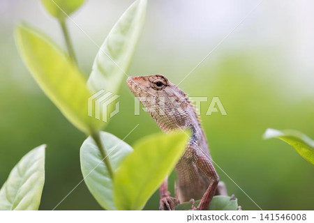 Lizard sitting on green leaves in a natural outdoor setting Lizard sitting on green leaves in a natural outdoor setting 141546008