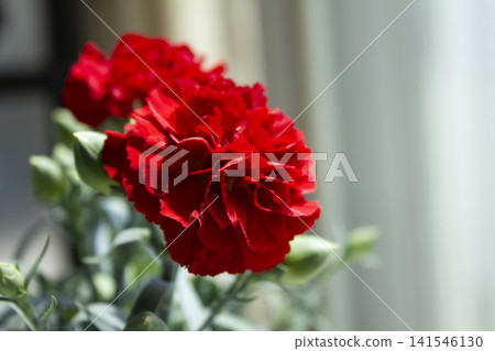 It is a red carnation flowerpot. 141546130