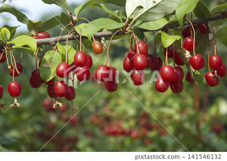 Ripe Autumn Olive Berries (Elaeagnus Umbellata) growing on a branch . oleaster Ripe Autumn Olive Berries (Elaeagnus Umbellata) growing on a branch . oleaster 141546132