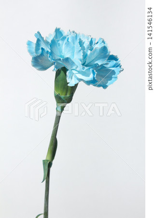 It's a white background and blue carnations. It's a white background and blue carnations. 141546134