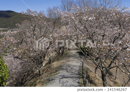 Cherry blossoms at Sakurayama Park Cherry blossoms at Sakurayama Park 141546267