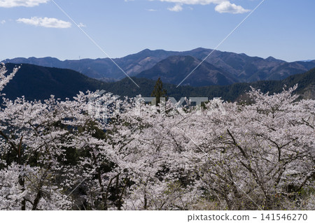 Cherry blossoms at Sakurayama Park Cherry blossoms at Sakurayama Park 141546270