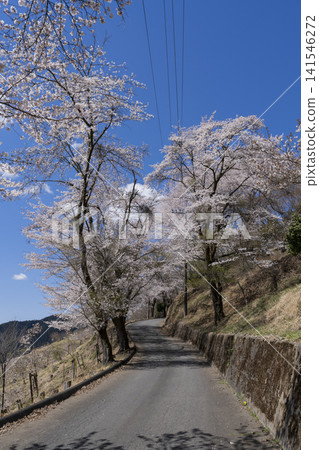 Cherry blossoms at Sakurayama Park Cherry blossoms at Sakurayama Park 141546272