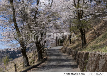 Cherry blossoms at Sakurayama Park Cherry blossoms at Sakurayama Park 141546273