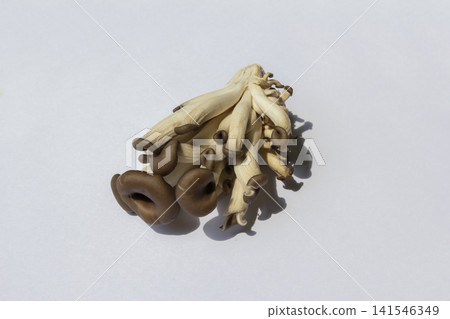 It is an oyster mushroom placed on a white background. It is an oyster mushroom placed on a white background. 141546349