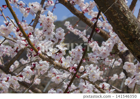 Apricot flower on nature background Apricot flower on nature background 141546350