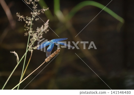 加浦公園:一隻有著美麗藍色翅膀的蜻蜓。 加浦公園:一隻有著美麗藍色翅膀的蜻蜓。 141546480