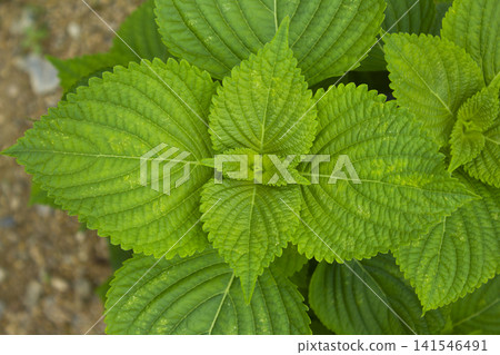 This is a close-up of a perilla leaf. This is a close-up of a perilla leaf. 141546491