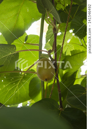 It is a vine with ripening kiwis hanging from it. It is a vine with ripening kiwis hanging from it. 141546492