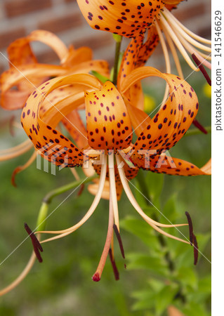 Closeup of Orange Tiger Lily (Lilium Lancifolium) Flower in Full Bloom Closeup of Orange Tiger Lily (Lilium Lancifolium) Flower in Full Bloom 141546629
