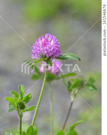 Murasakitetsukusa Murasakitetsukusa 141546674