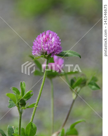 Murasakitetsukusa Murasakitetsukusa 141546675
