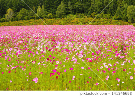 Cosmos in Abashiri Cosmos in Abashiri 141546698