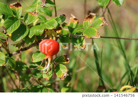 Rosa rugosa fruits that have grown on the coast Rosa rugosa fruits that have grown on the coast 141546756