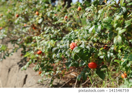 Coastal roses Coastal roses 141546759