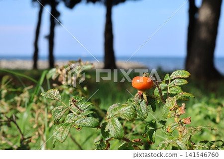 Coastal roses and the sea Coastal roses and the sea 141546760