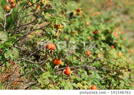 Coastal roses Coastal roses 141546763