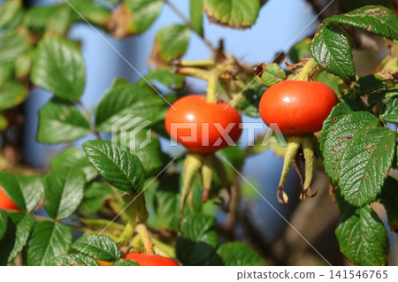 Rosa rugosa fruits that have grown on the coast Rosa rugosa fruits that have grown on the coast 141546765