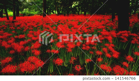 群集孤挺花 群集孤挺花 141546766