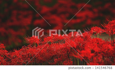 群集孤挺花 群集孤挺花 141546768