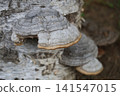 Bracket fungus 2 141547015