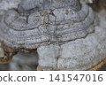 Bracket fungus 3 141547016