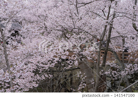 Cherry blossoms of Takati Castle Cherry blossoms of Takati Castle 141547100