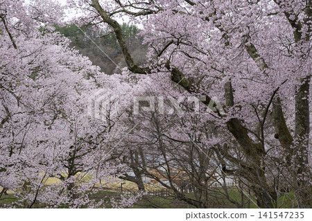 Cherry blossoms of Takati Castle Cherry blossoms of Takati Castle 141547235