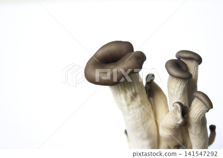 It is an oyster mushroom placed on a white background. It is an oyster mushroom placed on a white background. 141547292