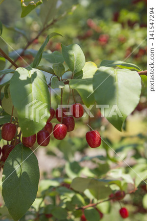 Ripe Autumn Olive Berries (Elaeagnus Umbellata) growing on a branch . oleaster 141547294