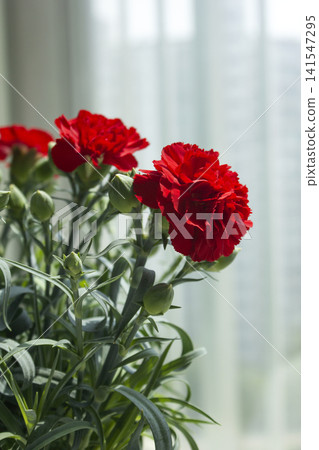 It is a red carnation flowerpot. It is a red carnation flowerpot. 141547295