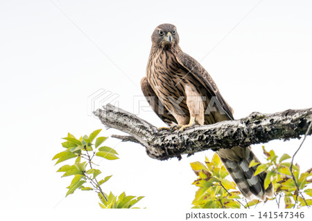 A young Northern Goshawk perched on a branch (slightly from the front). A young Northern Goshawk perched on a branch (slightly from the front). 141547346