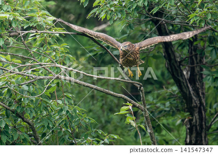 A young Northern Goshawk taking flight (Part 2) A young Northern Goshawk taking flight (Part 2) 141547347
