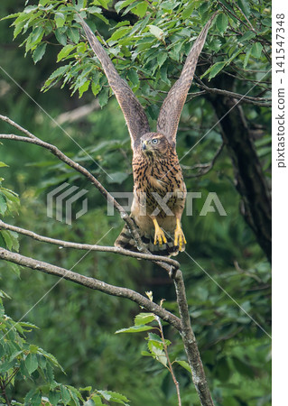 A young Northern Goshawk taking flight (vertical composition) A young Northern Goshawk taking flight (vertical composition) 141547348