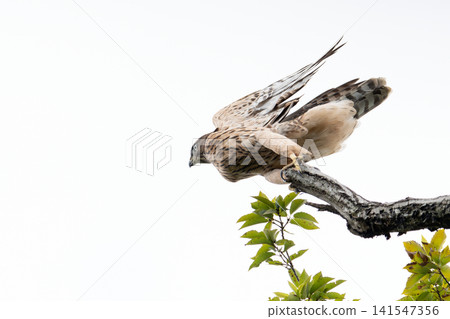 A young Northern Goshawk taking flight (Part 1) A young Northern Goshawk taking flight (Part 1) 141547356