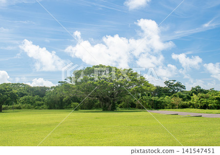 Banyan tree in Gusuku Road Park, Nanjo City Banyan tree in Gusuku Road Park, Nanjo City 141547451