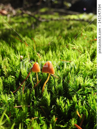 "Himekogasa" (a type of grass) that grows in mossy areas 141547594
