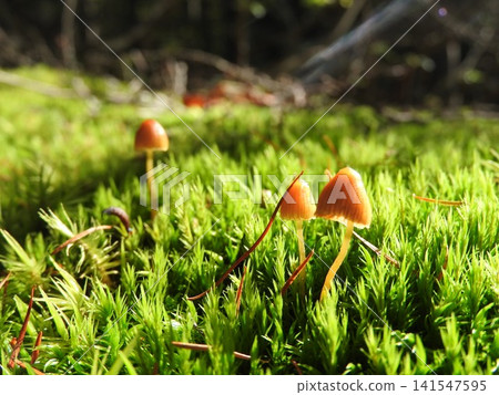 "Himekogasa" (a type of grass) that grows in mossy areas 141547595