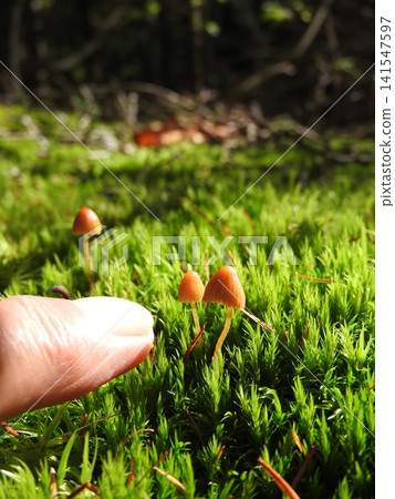 "Himekogasa" (a type of grass) that grows in mossy areas 141547597