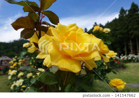 Roses in full bloom Roses Higashizawa Rose Park Roses in full bloom Roses Higashizawa Rose Park 141547662