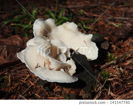 "Pleurocybella porrigens" grows in clusters on fallen coniferous trees and stumps. 141547780