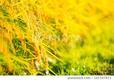 [Autumn Harvest] Golden rice stalks bowing their heads [Nagano Prefecture] 141547815