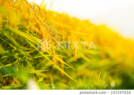 [Autumn Harvest] Golden rice stalks bowing their heads [Nagano Prefecture] 141547816
