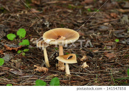 Forest Amanita phalloides Forest Amanita phalloides 141547858