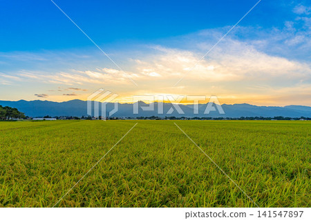[Autumn Harvest] Rice paddies overflowing with grain, and the sun setting over the Northern Alps [Nagano Prefecture] 141547897