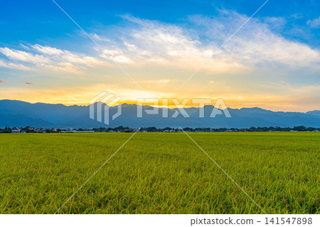 [Autumn Harvest] Rice paddies overflowing with grain, and the sun setting over the Northern Alps [Nagano Prefecture] 141547898