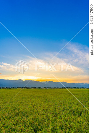 【秋收】稻田裡滿是穀粒,夕陽西下,映照著北阿爾卑斯山脈【長野縣】 【秋收】稻田裡滿是穀粒,夕陽西下,映照著北阿爾卑斯山脈【長野縣】 141547900