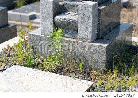 Grave weed Grave weed 141547927